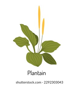 Vector illustration of plantain grass in a flat style isolated on a white background. Medical herbs and medicinal plants.