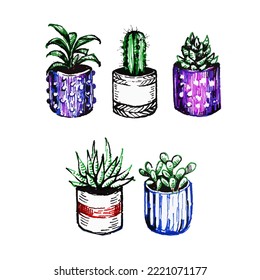 Ilustración vectorial de suculentos plantados