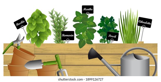 Vector illustration of planting aromatic herbs in wooden crate - english text, translation: basil, rosemary, mint, parsley, chives.