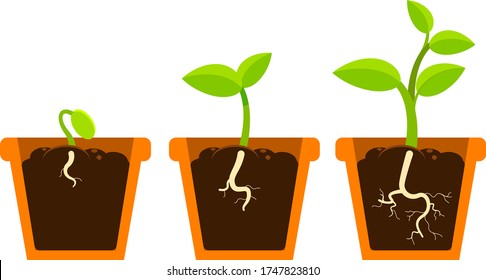 Vector illustration of planting process, potting, growing plant, growing root infographic