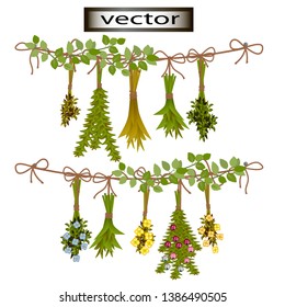 Vector illustration of plants drying of medicinal herbs flowers and berries, the winter supplies of dried plants mint and rosemary tea for Selangor