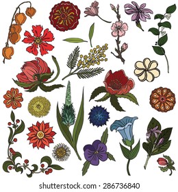 Vector illustration of plants and flowers