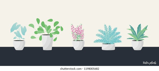 Vector Illustration. Plants in pot. Aslenium, Salvia Officinalis, Coleus, Caladium, ferns flower. Flat style