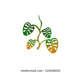 vector illustration plants that are often dubbed JANDA BOLONG