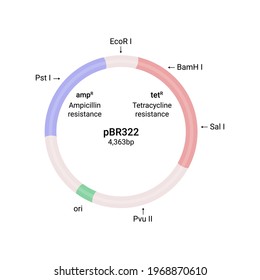 Vector illustration of Plasmid pbr322 structure