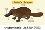 Vector illustration of a platypus with labeled anatomical parts, flat color palette, side profile, educational layout, and clear text annotations