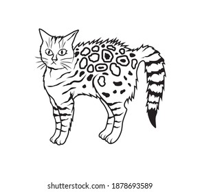 Vector illustration of a playful tabby cat