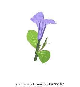 Ilustração vetorial da planta Pletekan ou Ruellia tuberosa com flores de broto e flores floridas, juntamente com folhas e caules isolados em um fundo branco.