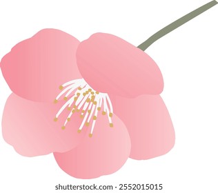 Vector illustration of plum blossom