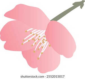 Vector illustration of plum blossom