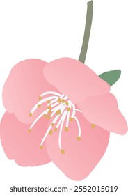 Vector illustration of plum blossom