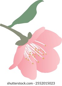 Vector illustration of plum blossom