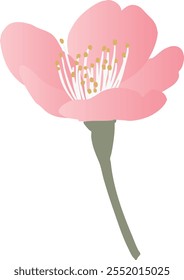 Vector illustration of plum blossom