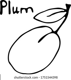 Vector illustration of a plum in the Doodle style, hand-drawn black outline on a white background with the text "Plum". Can be used for fabric, textiles, paper, books, Wallpaper
