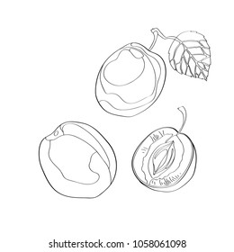 Vector illustration. Plum, sliced plum, half plum. Black line, outline.