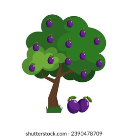 Vektorgrafik eines Pflaumenbaums im flachen Stil auf weißem Hintergrund. Pflaumen.