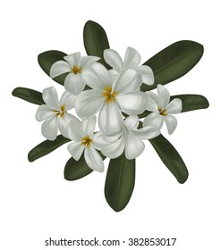 Vector Illustration of Plumeria bunch