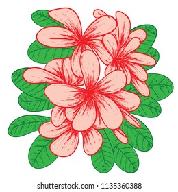 Vector illustration of Plumeria flower in colored doodle drawing 