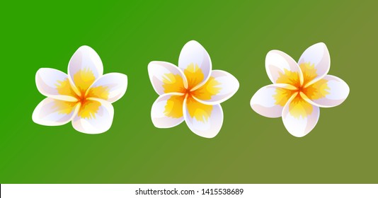 Vector illustration of plumeria flowers.   