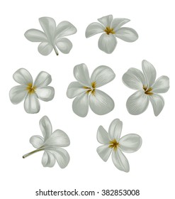 Vector Illustration of Plumeria set