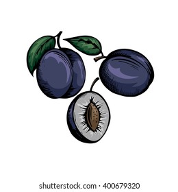vector illustration of plums isolated on a white background