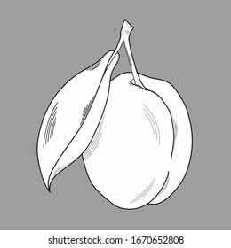 Vector illustration of plums on a gray background. Organic vegetarian product. Plum is used for restaurant or packaging menus, labels, posters, prints. Graphics.Vector image of fruit.Black outline.