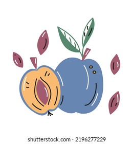 Vector illustration of plums whole and cut with pits. Hand drawn badge and symbol for printing on baby clothes, sticker, textile design.