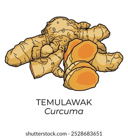 A vector illustration in PNG format without a background of Curcuma, known as Temulawak, one of the jamu or empon-empon or mpon-mpon, a traditional medicinal or condiment plant from Indonesia