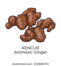 Ilustração vetorial em formato PNG sem fundo de gengibre aromático, conhecido como Kencur, um dos jamu ou empon-empon ou mpon-mpon, uma planta medicinal ou condimentosa tradicional da Indonésia