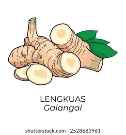 Ilustração vetorial em formato PNG sem fundo de Galangal, conhecida como Lengkuas, uma das jamu ou empon-empon ou mpon-mpon, uma planta medicinal ou condimentosa tradicional da Indonésia