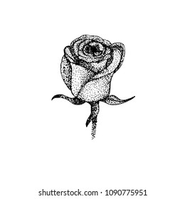 Vector illustration, pointeer rose, tattoo