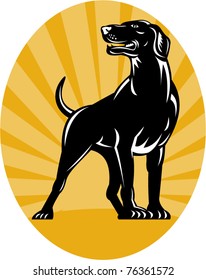 vector illustration of a Pointer dog with sunburst in background done in retro style set inside an oval.