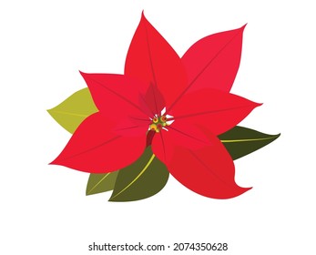 Vector illustration of poisenttia xmas flower decoration, scarlet color