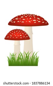 Vector illustration of poisonous mushrooms amanita.