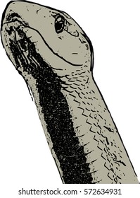 Vector illustration of a poisonous snake - Cobra