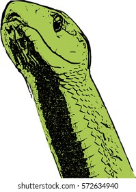 Vector illustration of a poisonous snake - Cobra