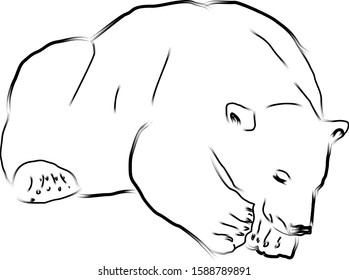 Vector illustration The polar bear is asleep. Sketch sleeping white bear