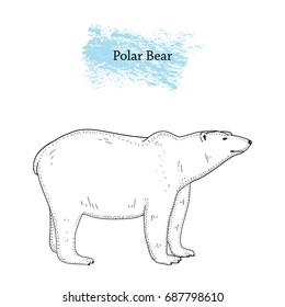 Vector illustration of Polar bear. Isolated. Hand drawn ink pen art.