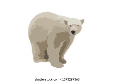 Vector illustration polar bear on isolated white background. White bear