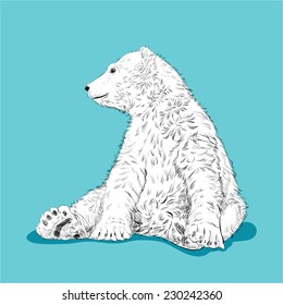 Vector Illustration Of Polar Bear, Sketch, Eps 8.