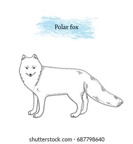 Vector illustration of Polar fox. Isolated. Hand drawn ink pen art.