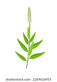 Vector illustration, Polygala senega or senega, also called Seneca snakeroot, herbal plant, isolated on white background.