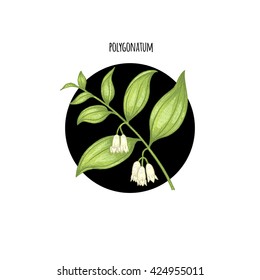Vector illustration of polygonatum flower in a black circle on a white background. Design of packaging, cosmetics, shampoos, health supplements.