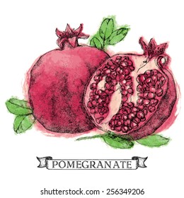 vector illustration pomegranate attributes eps 8 ink pen drawing