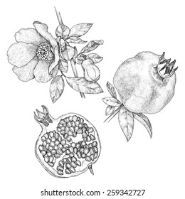 Vector Illustration Pomegranate Attributes Eps 8 Ink Pen Drawing