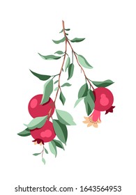 Vector illustration of a pomegranate branch.