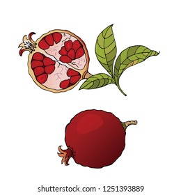 Vector  illustration of pomegranate fruits group isolated on white background. Design element for Organic food, spa, pomegranate juice, health care products, perfume.