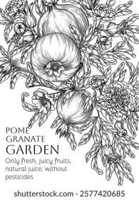 Vector illustration of a pomegranate garden with fruits, leaves and flowers in engraving style. Fresh farm fruits. Organic farming. Nutrition banner, healthy eating. Pomegranate extract