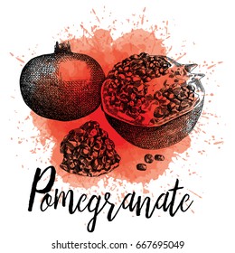 Vector illustration of a pomegranate in hand-drawn graphics. The fruit is depicted on a red watercolor background. Juice Packaging Design