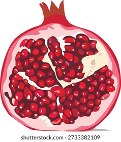 A vector illustration of a pomegranate. This illustration can be used for a postcard, website, or book. This fruit grows in Asia and the Far East.